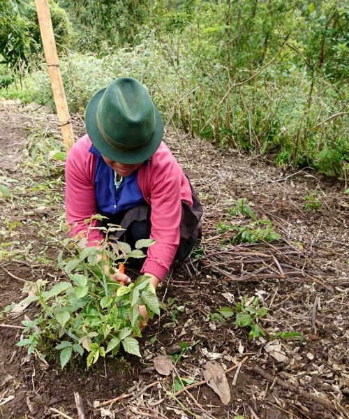 CAMPESINOS (1)