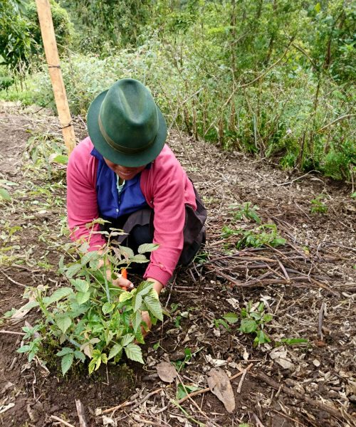 CAMPESINOS (1)