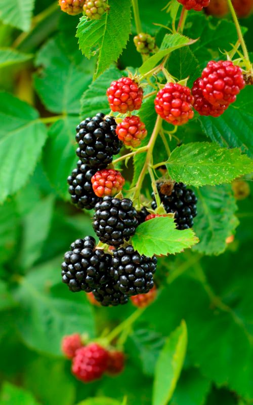 Moras-fdg