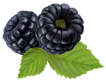 moras